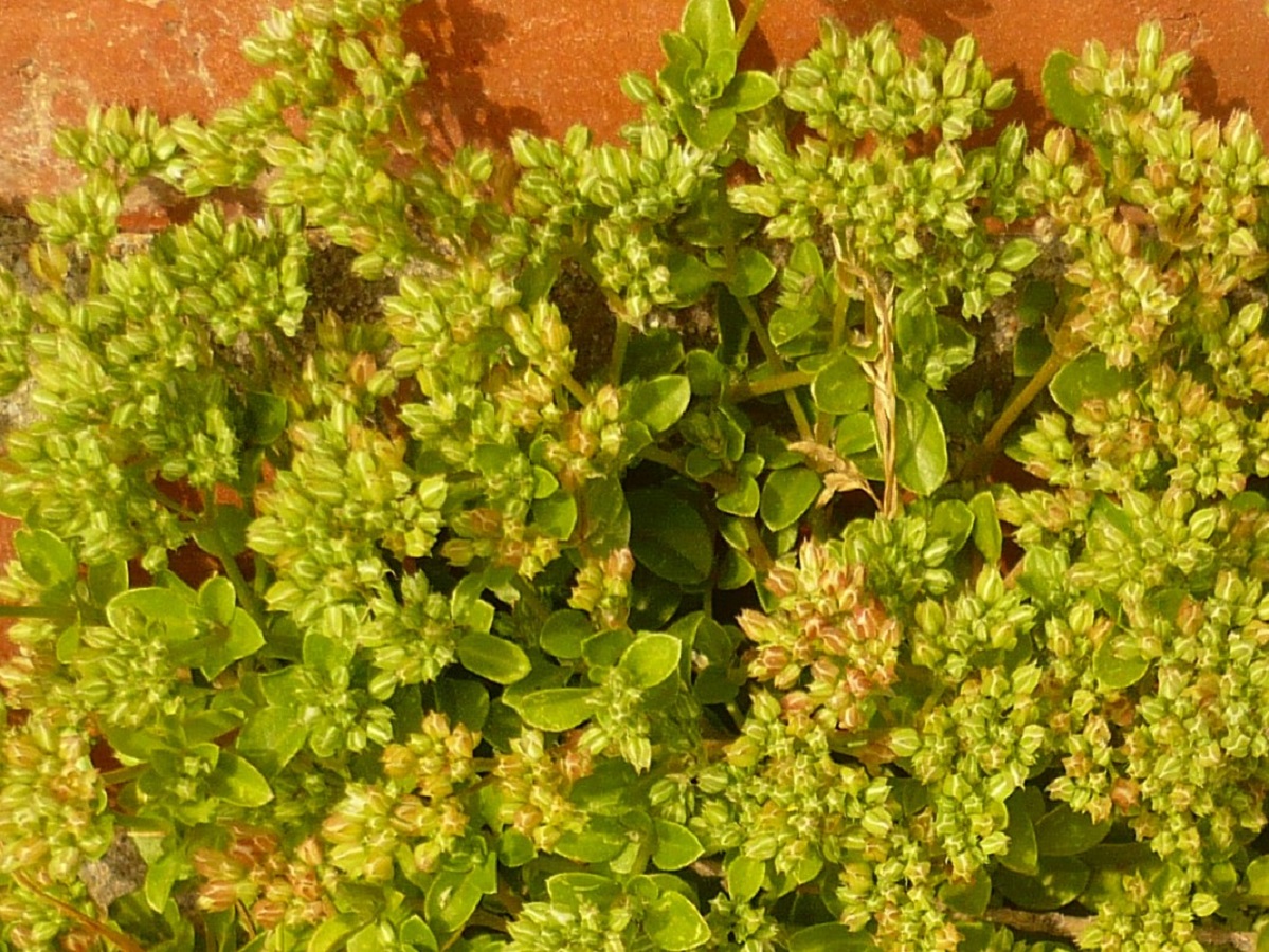Polycarpon tetraphyllum subsp. tetraphyllum (Caryophyllaceae)